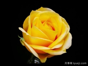 文秀月季/黄文秀