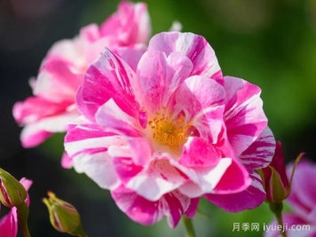 国王的玫瑰月季/王者玫瑰The King's Rose