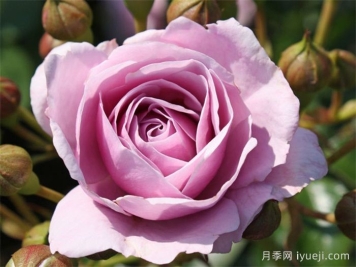 海洋之心月季/诺蒂卡/娜乌提卡Nautica