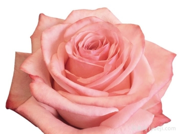 哈瓦那月季Havana