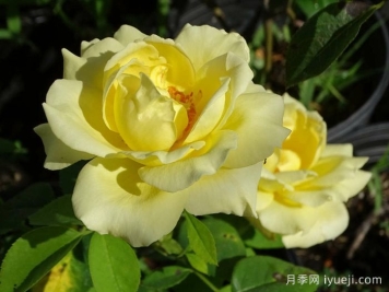 赫尔穆特施密特月季Helmut Schmidt