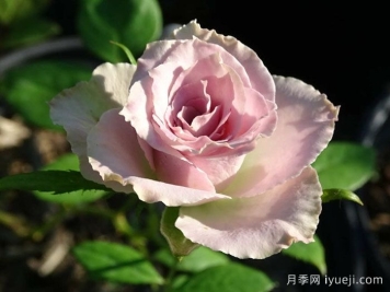 荷兰老人月季/老荷兰Old Dutch