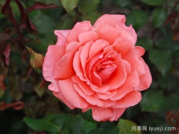 和声月季/和谐/管弦乐队Harmonie