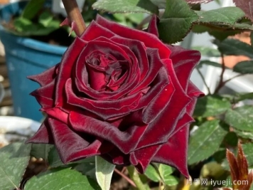 黑魔术月季Magia Nera