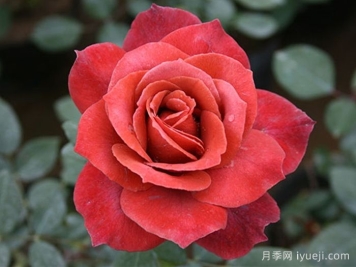 红茶月季/黑茶月季Black Tea