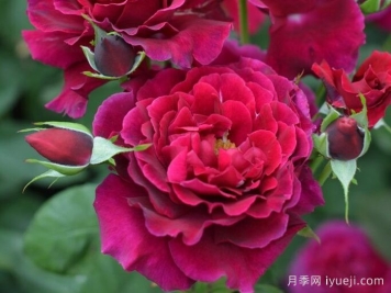 红丘月季/天家胭脂月季Colline Rouge