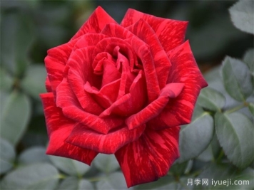 红色直觉月季Red Intuition