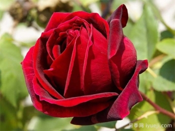 红丝绒月季/红色天鹅绒Red Velvet