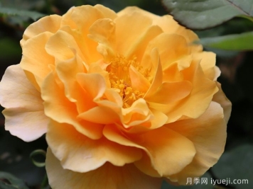 琥珀崛起月季/安伯尼斯崛起Rise up Amberness