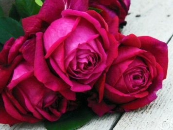 红钻石月季Red DiamondRed Diamond