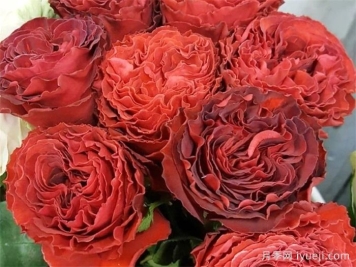 红舞裙月季/丝绸绒光Samarcanda