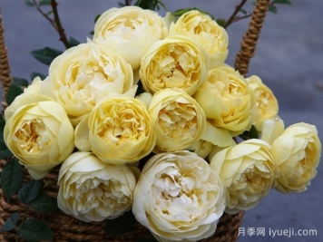 黄安布里奇月季Yellow Ambridge