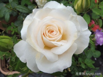 皇家迪瓦月季/皇家女主角/歌剧皇后Royal Diva