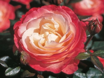 怀旧乡愁月季/思乡月季Nostalgie