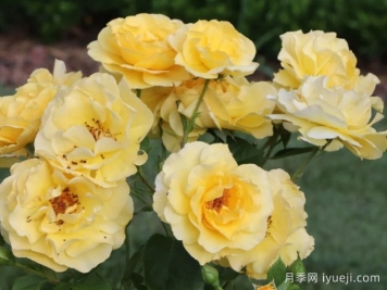 怀旧黄色月季Reminiscent Yellow