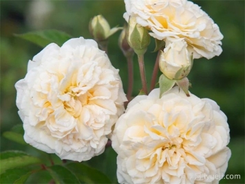 婚礼花环月季Wedding Garland