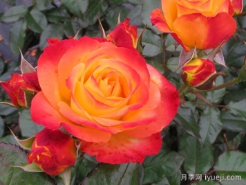 火烈鸟月季/奥索易火焰/奥索易火地岛Flamina