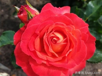 火神岛月季/火山边缘之恋/火山月季Vulcano