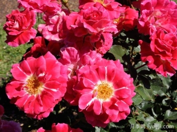 寂静人生月季/静物/游乐场Still Life