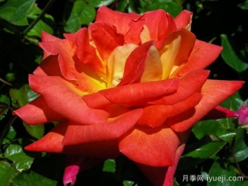 加里娃达月季Gallivarda