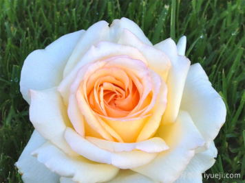 假面公主月季/安娜斯塔西娅月季Anastasia