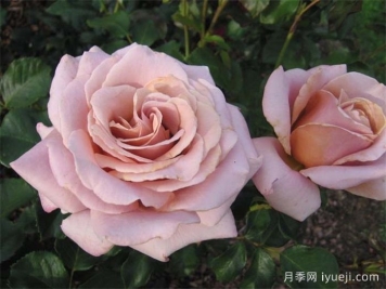 简单华丽月季Simply Gorgeous