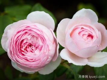 杰夫汉密尔顿月季Geoff Hamilton