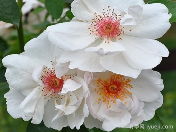 杰奎琳杜普蕾月季Jacqueline du Pre