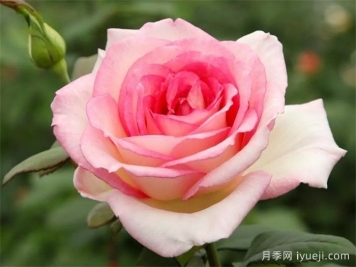 金粉回忆月季/纪念巴登巴登/粉红魔咒Pink Enchantment