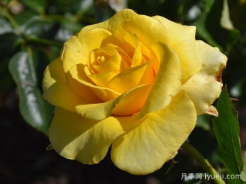 金牌月季Golden Medaillon