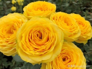 金色潮流月季/奇迹女神月季Golden Trendsetter