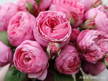 京月季/宫古月季Miyako