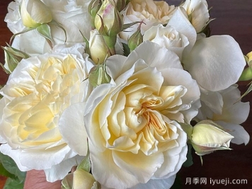 惊喜月季Surprise