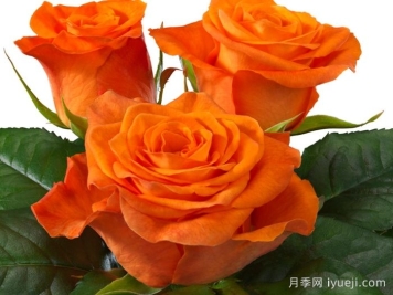 橘红潮月季/橙色波浪Orange Wave(Interplant)