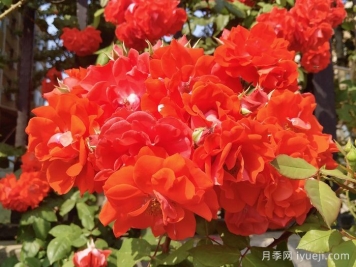 橘红火焰月季/橘色火焰/橘红色火焰Darthuizer Orange Fire