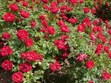 巨型玫迪兰月季/猩红神童Prodige Ecarlate