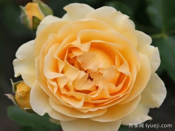 聚光灯月季Spotlight