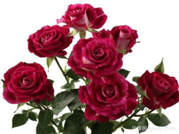 绝妙之花月季Admirable Blossoms