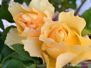 喀秋莎月季Katjusha