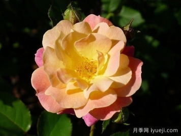 卡梅边缘月季/冠美边缘月季Bordure Camaieu Jaune