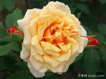 卡梅尔月季/卡拉美拉月季Caramella