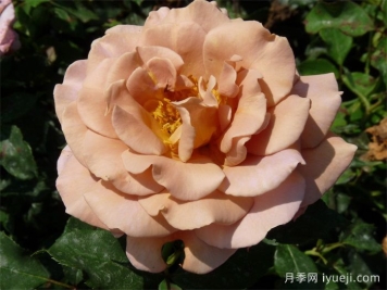 可可洛可月季/灵魂姐妹Koko Loco