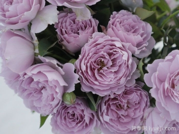 空蒙月季/空濛月季