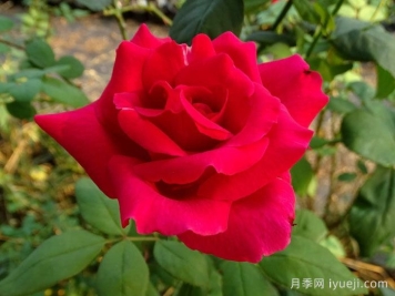 肯塔基达比月季/肯德基达比Kentucky Derby