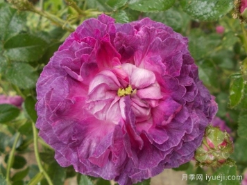 克雷西美人月季/流星/克雷西美女Belle de Crecy