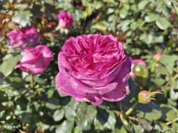 蓝莓蛋糕月季/蒂耶里马尔克斯Thierry Marx