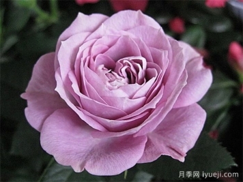 拉米炫耀月季Lamy Parade