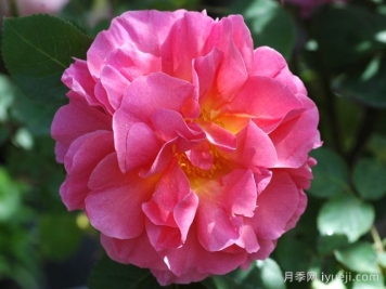 丽莲奥斯汀月季/利利安奥斯汀Lilian Austin