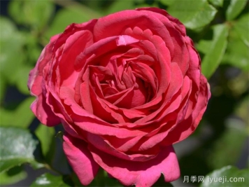 雷吉斯马蔻月季/瑞吉斯马柯Regis Marcon