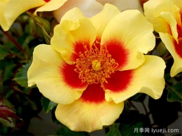 老虎眼睛月季/老虎之眼/虎之眼Eye of the Tiger